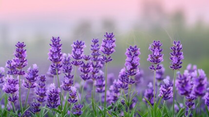Naklejka premium A serene field of blooming lavender under a soft pastel sky.