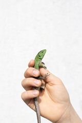 green lizard in children's hands on a light background. The child caught an interesting...