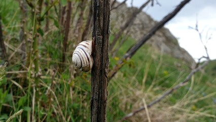 Close-Up of a Snail with a Striped Shell Clinging to a Weathered Wooden Branch in a Lush Green Meadow with Blurred Background of Grass and Hills Under a Cloudy Sky, Capturing Nature's Simplicity