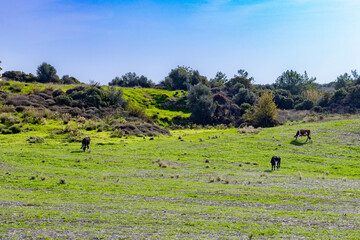 Cows graze in a meadow with green grass on a sunny autumn day. Mediterranean, Manavgat, Antalya province, Turkey