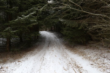 Road in the woods