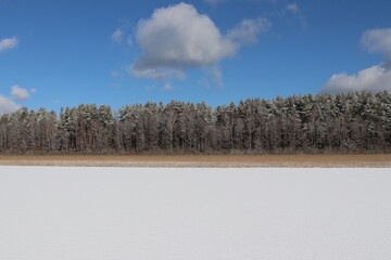 Winter landscape with trees and snow