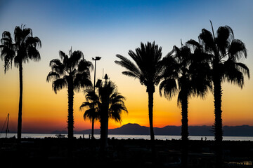 Silhouette of palm trees on the beach and colorful sky after sunset .Mediterranean, Antalya province, Turkey