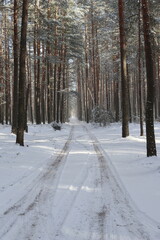 Road in winter forest