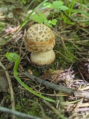 Amanita rubescens mushroom in a summer mixed forest