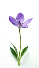Naklejka premium Single, solitary violet flower on a white field, nature, isolated