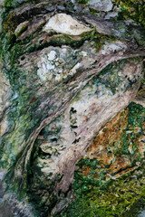 Detail at Waimangu Volcanic Valley national park in New Zealand