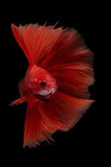 Obraz premium super red halfmoon bettafish on black background, 18 February 2025 Indonesia