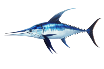 A majestic blue marlin gliding gracefully through vibrant ocean waters during a sunny day isolated on transparent background