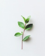 Fresh Mint Sprig on White Background