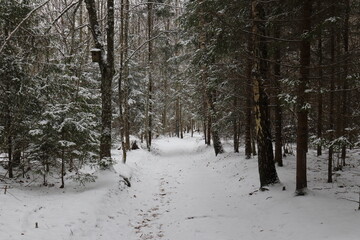 Wnter in the forest