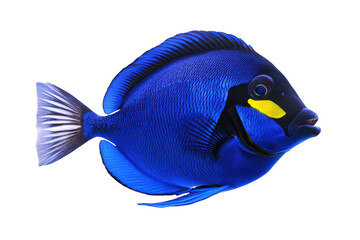 Vibrant blue fish swimming gracefully in clear water on a sunny day in a coral reef habitat isolated on transparent background