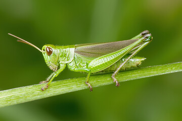 Fototapeta premium vibrant green grasshopper perched on blade of grass, showcasing its intricate details and natural habitat