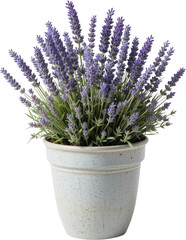 Obraz premium Lush Lavender Plant in Distressed White Pot Home D cor Floral Arrangement