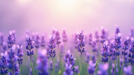 Obraz premium Serene Lavender Field at Dawn A Soft, Dreamy Panorama of Blooming Purple Flowers bathed in the gentle light of sunrise.