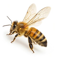 bee on white background