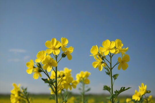 yellow flowers in a field of green grass with a blue sky in the background