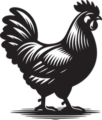 rooster isolated on white background