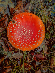 fly agaric mushroom in the forest