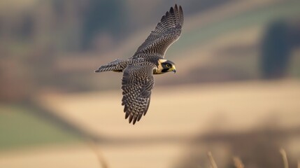 Fototapeta premium Falcon in flight over a field