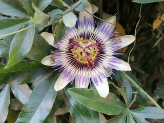 passiflora