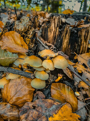 autumn in the forest