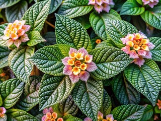 Naklejka premium Hemiphragma heterophyllum var. dentatum - Delicate Vine