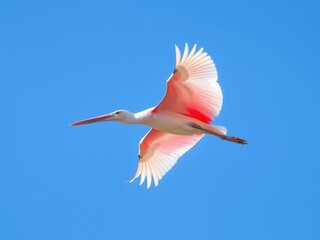 Fototapeta premium Graceful Flight: A Spoonbill Soaring Through the Sky