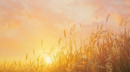 Naklejka premium Gentle Sunrise Over Golden Fields with Soft Clouds in the Sky