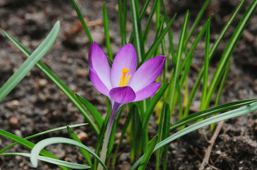 Naklejka premium Bright lilac crocus flowers