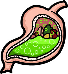 Stomach Digestion Process