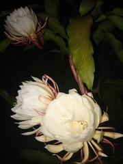 White Flower Blossom at Midnight 5