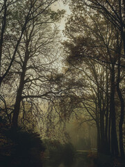 Gloomy dark forest