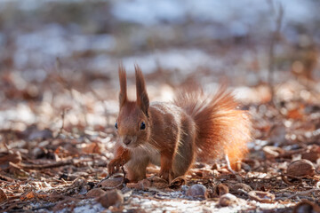 A cute red fluffy squirrel sits on the ground and looks toward the camera lens on a sunny winter day	