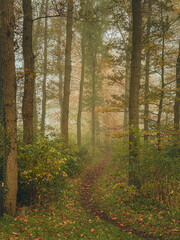 A path in the autumn forest