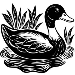 Fototapeta premium duck with reflection