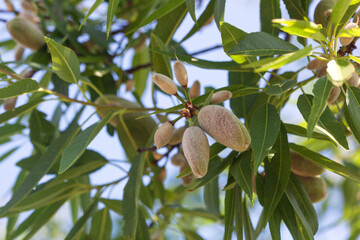 Almond fruits on a tree in the garden.