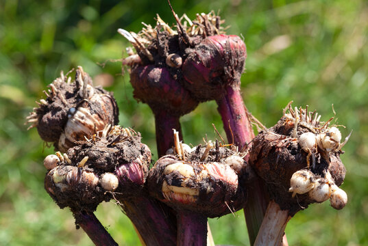 A gardener digs up gladiolus bulbs in the fall.