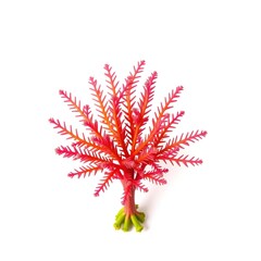 Selaginella Stauntoniana: A Delicate Tapestry of Spiky Green