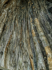 tree bark texture