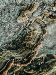 Wood mushroom type of drill