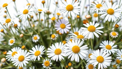 Fototapeta premium Tranquil Chamomile Garden: Serene Floral Wallpaper for Your Device