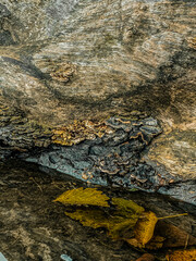 The texture of rotting wood