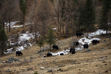 Herd of yaks grazing in snowy mountains nature scene rural landscape tranquil environment wide-angle view of wildlife