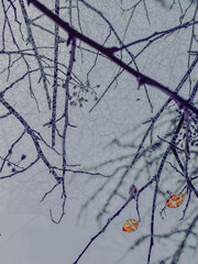 snow covered branches