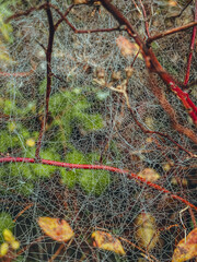 spider web in the forest