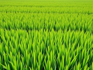 Fototapeta premium Verdant Fields: Sustainable Rice Cultivation in SRI System
