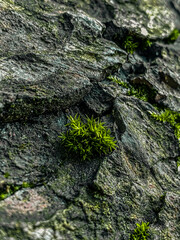 moss on stone