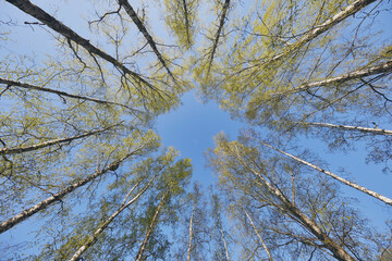 Spring birch forest. view up to blue sky