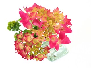 A display of fresh cut summer flowers in a glass vase on a white background.